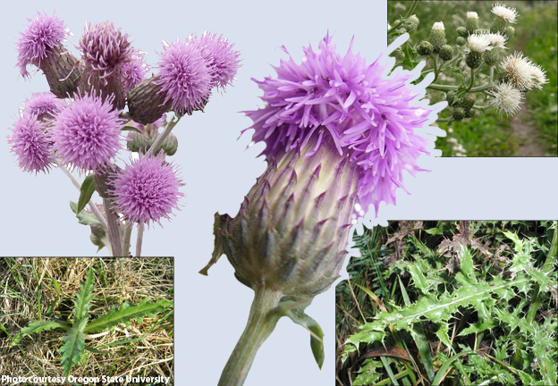 canada thistle collage